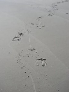hoof prints in sand